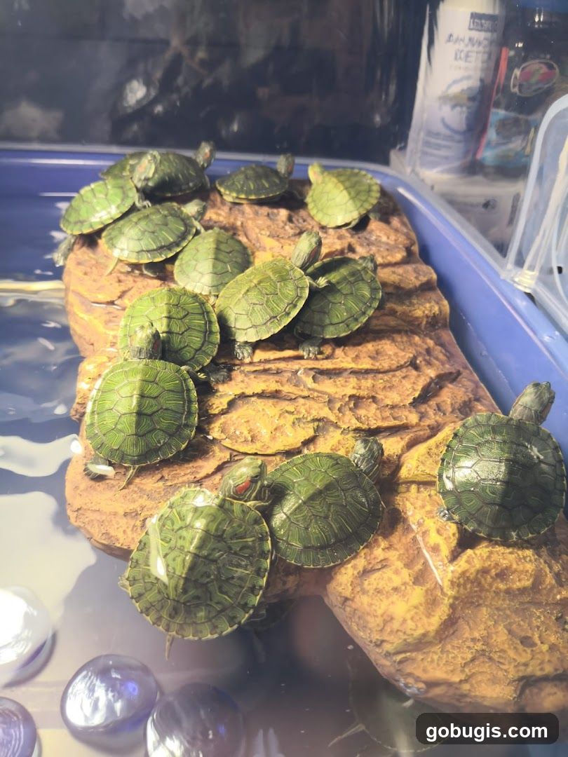 Turtles on a rock