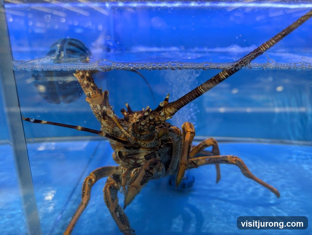 Lobster in Tank