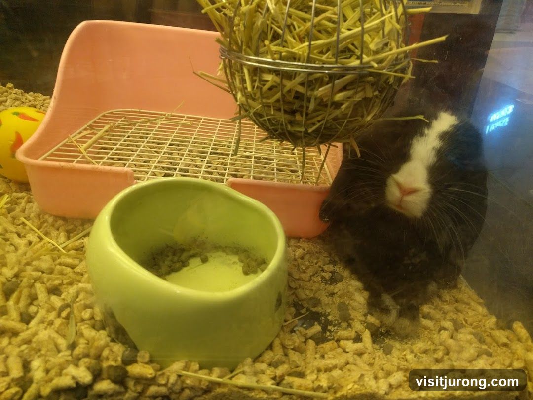 Rabbit in enclosure