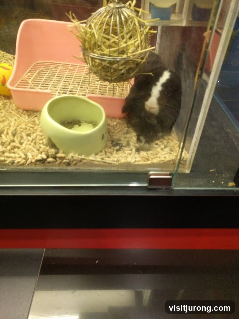 Guinea pig in enclosure