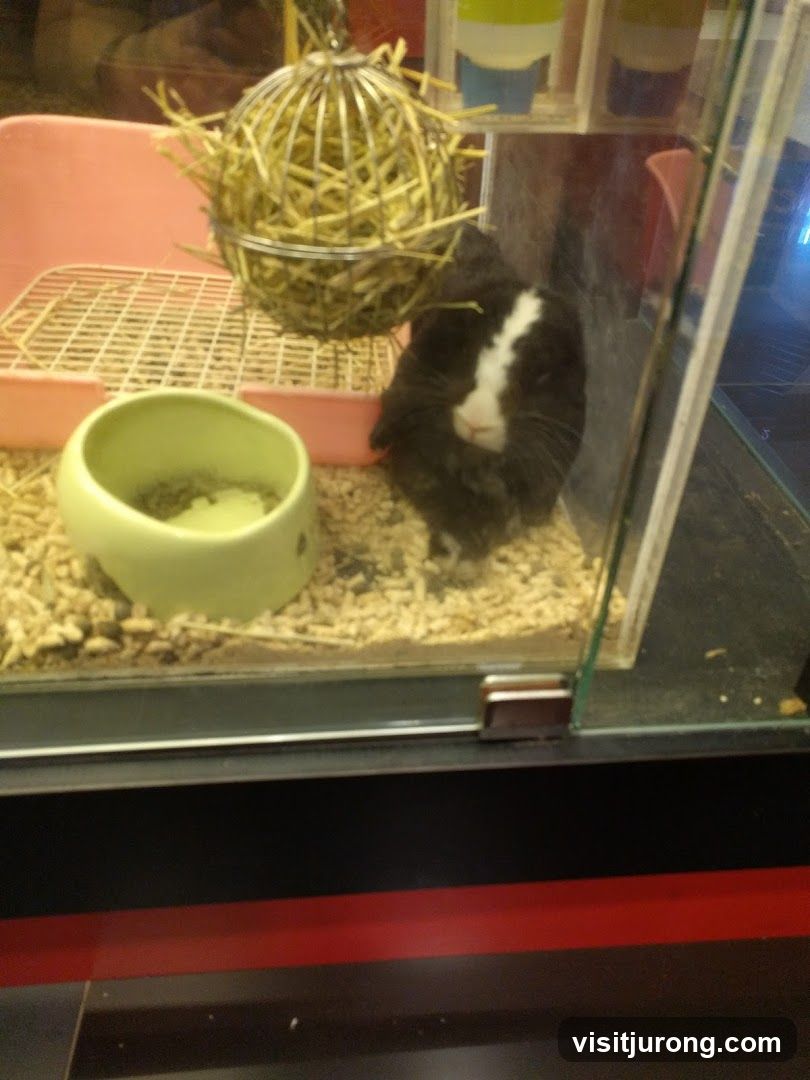 Guinea pig in enclosure