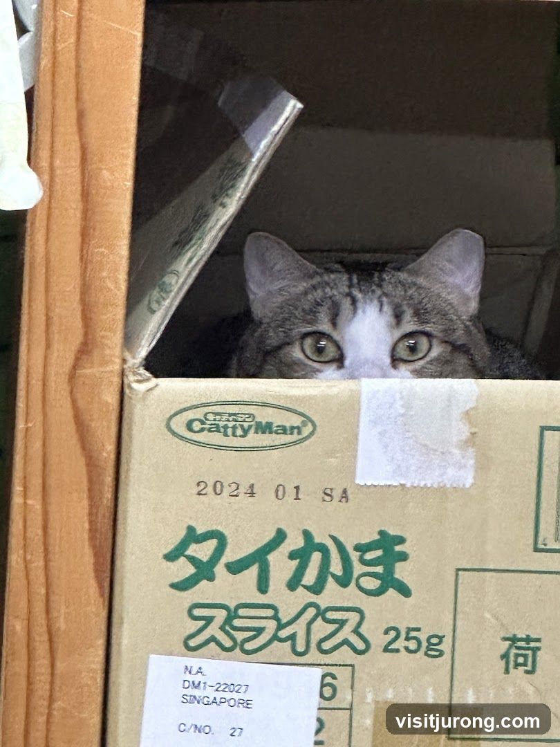 Cat in a Box