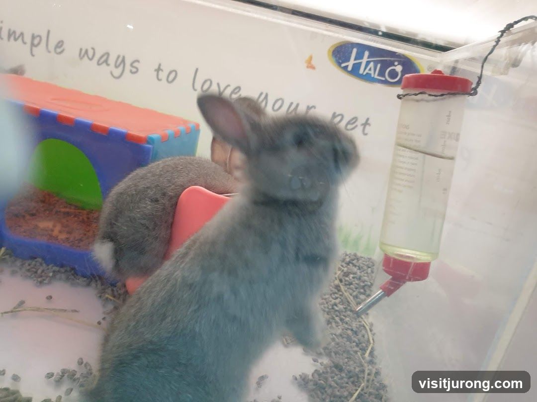 Rabbits in a habitat
