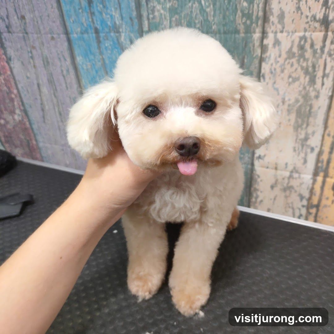 Dog with Tongue Out