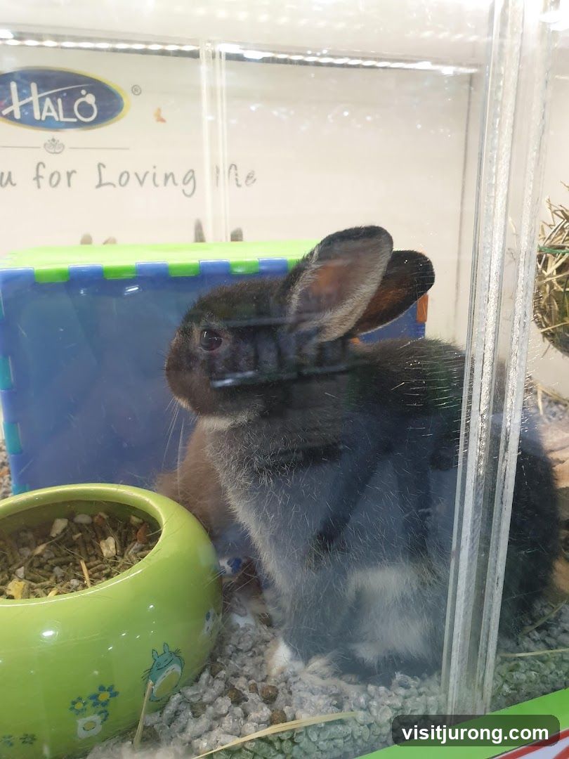 Rabbit in enclosure