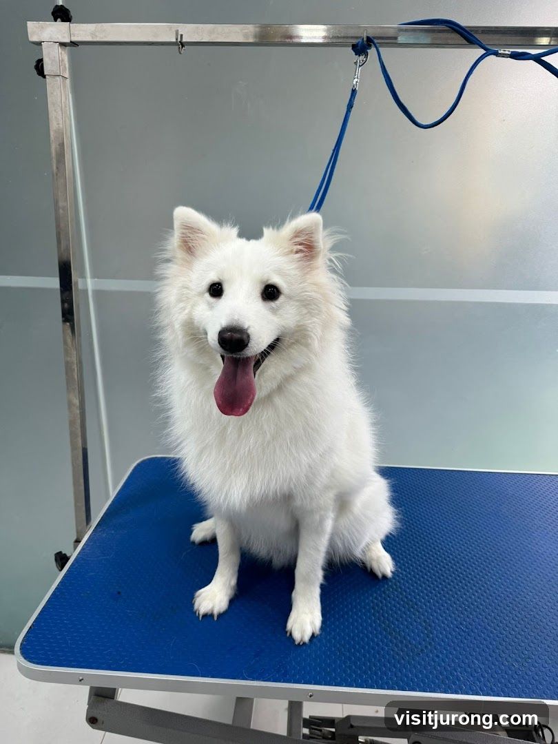 Groomed White Dog Sitting on a Blue Table