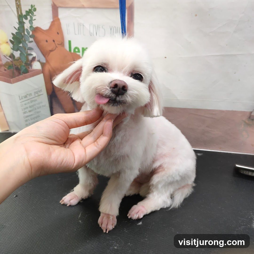 Dog grooming