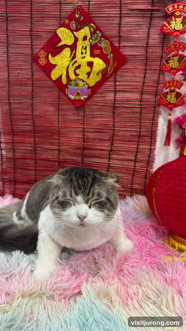 Cat with Chinese New Year Decorations