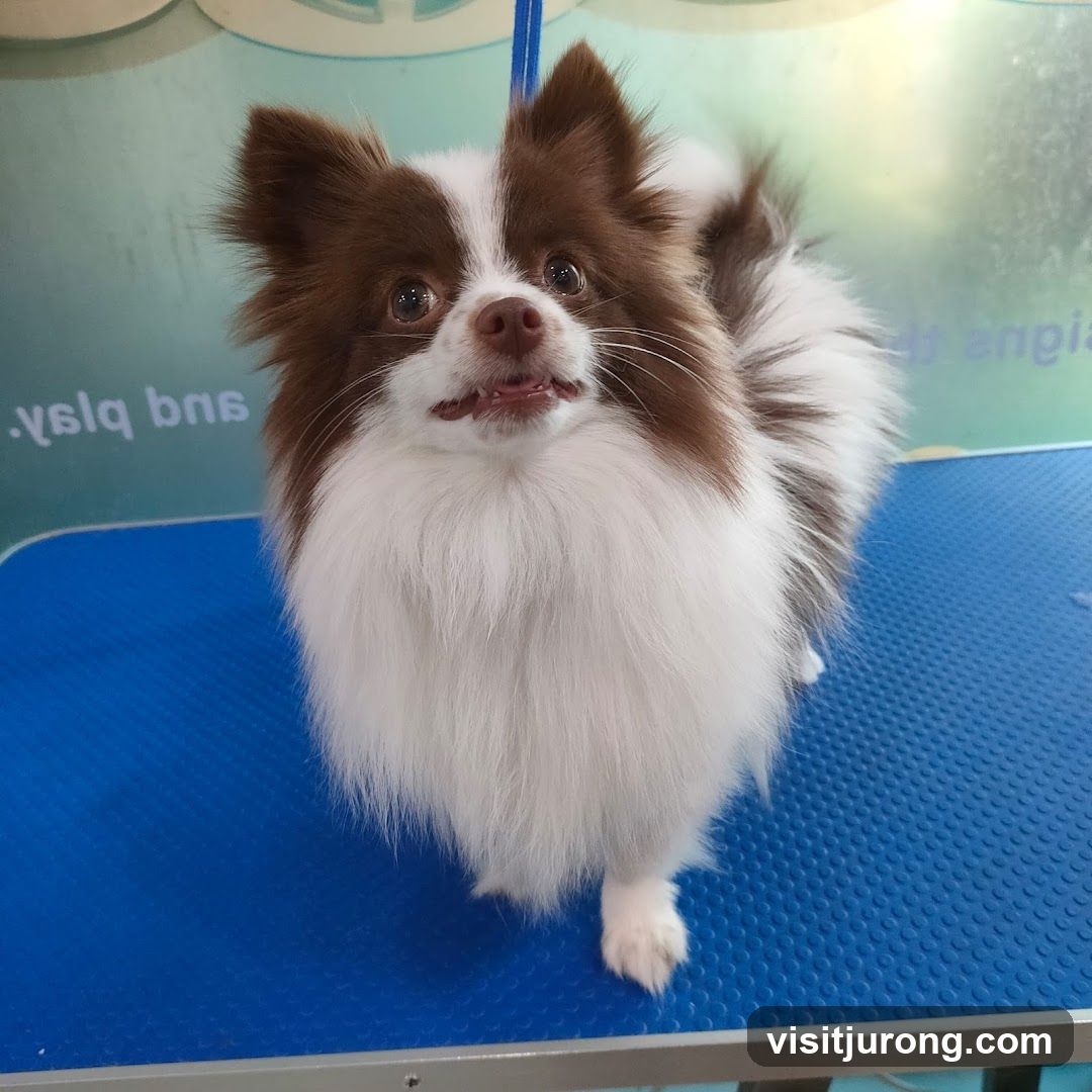 Fluffy dog on grooming table