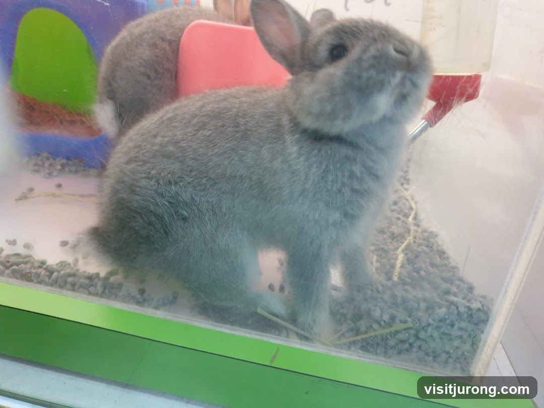 Rabbits in a Cage