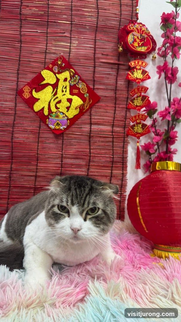 Cat with Chinese New Year Decorations