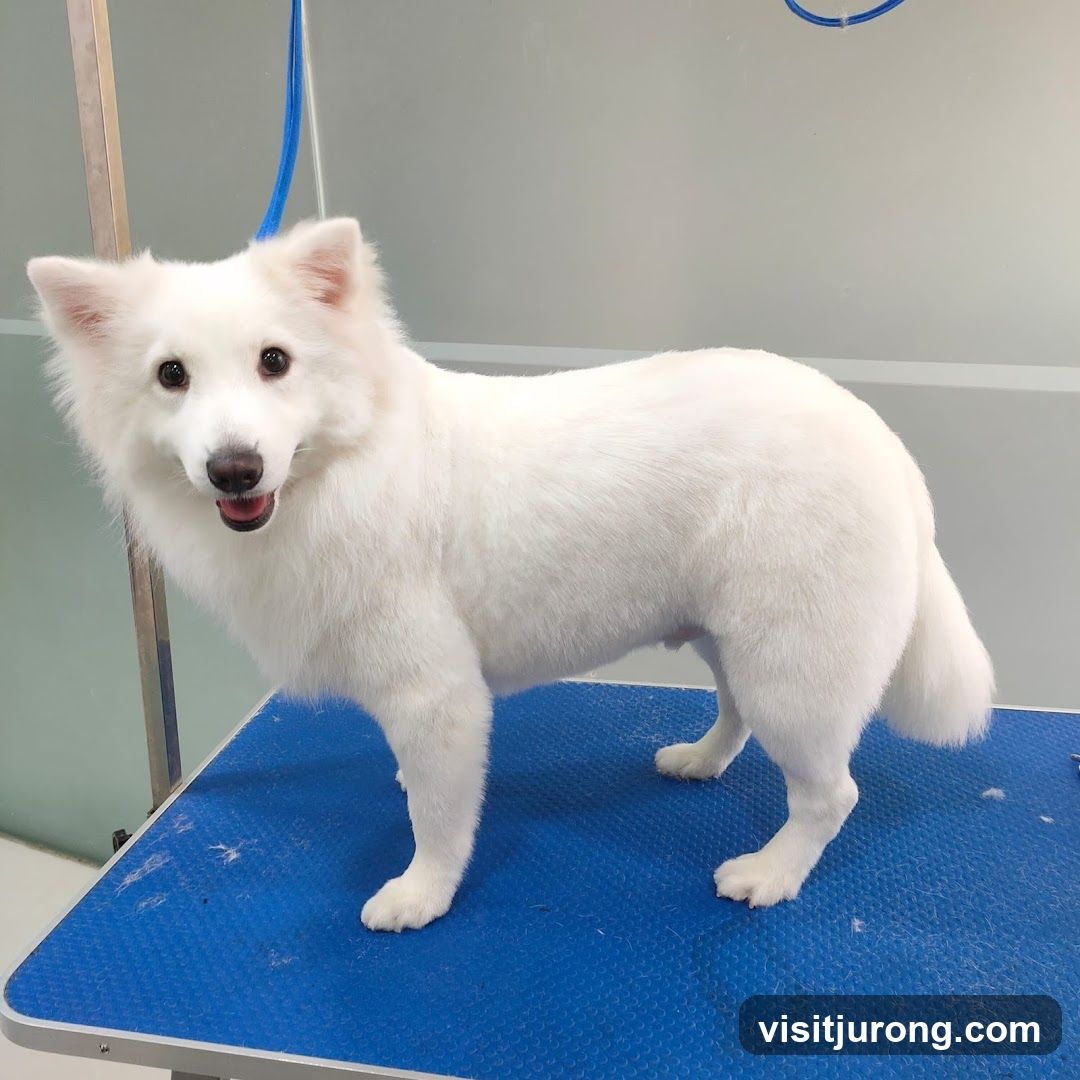 Groomed White Dog on Blue Table