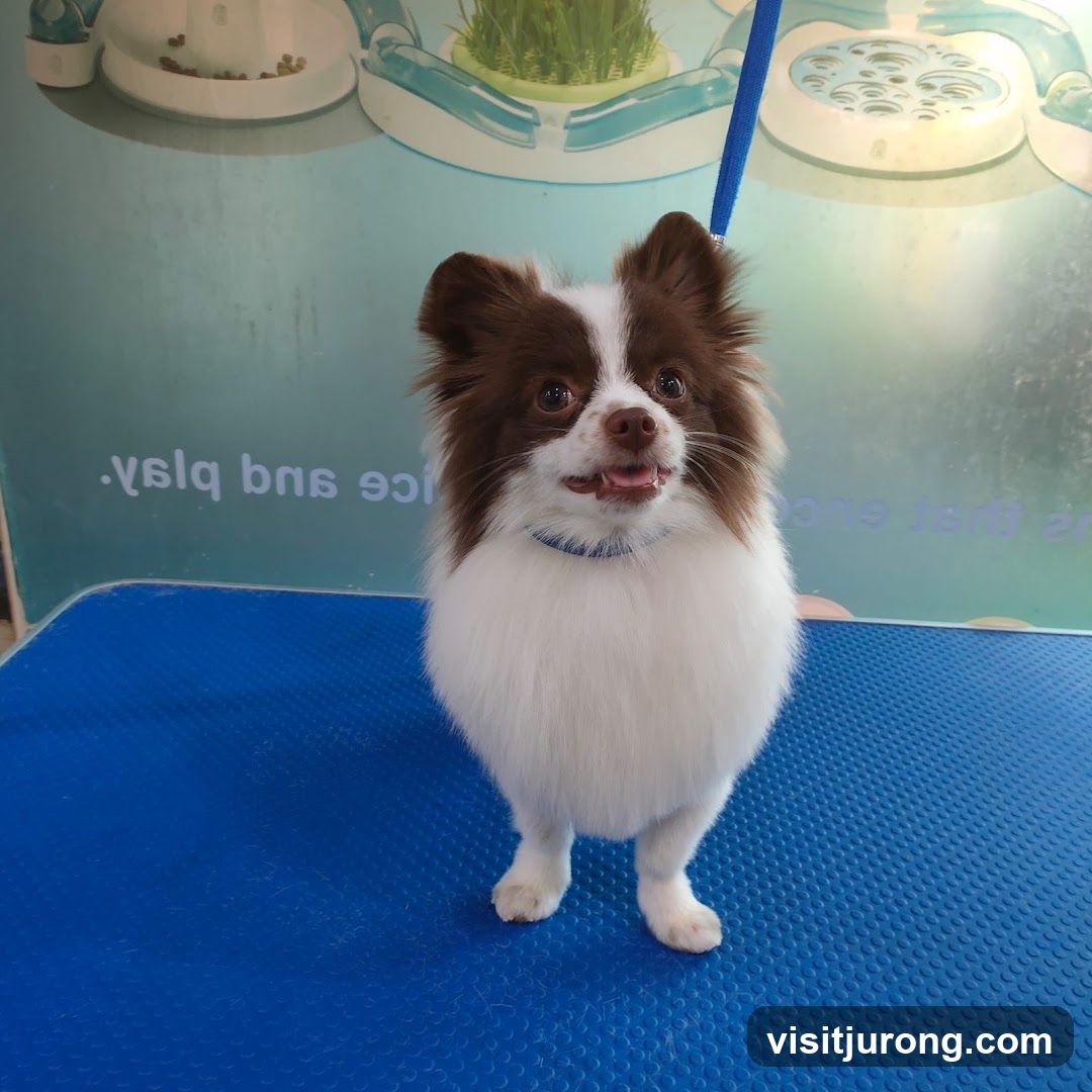 Dog on grooming table