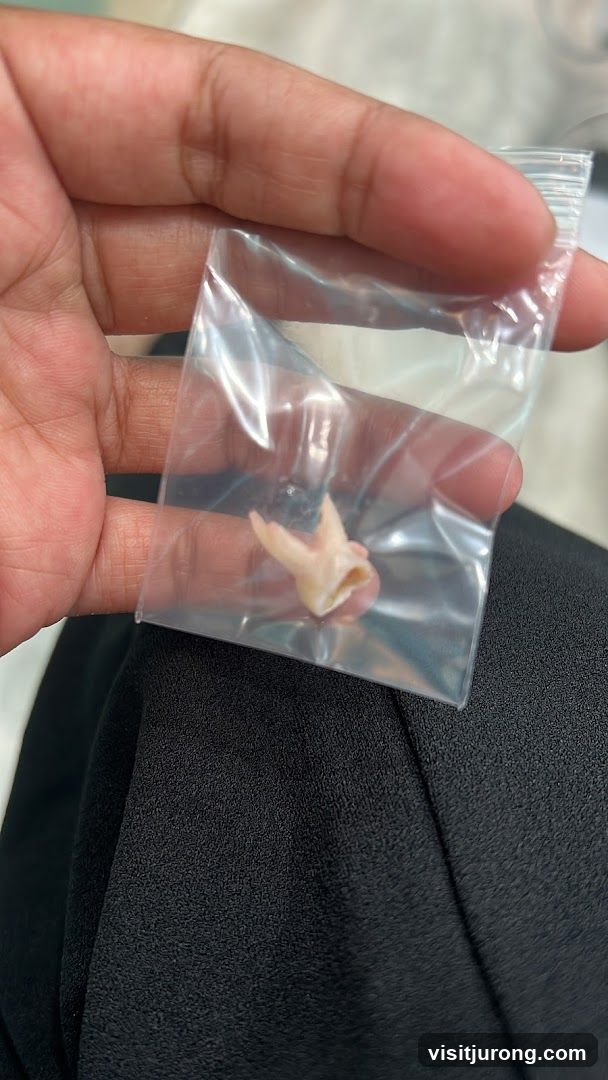 Extracted Tooth in Bag
