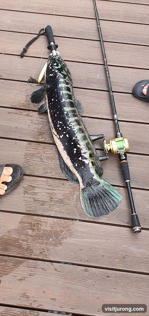 Freshly caught fish with fishing rod
