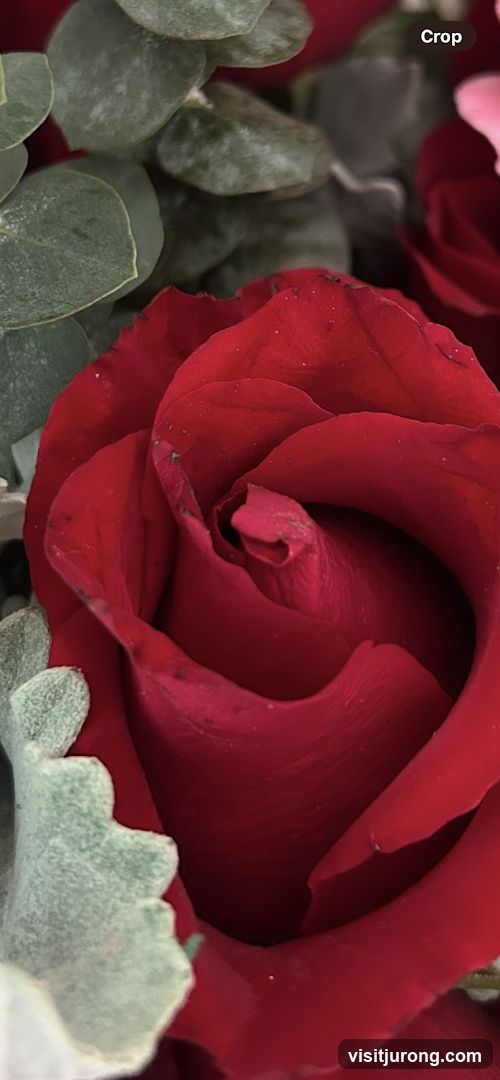 Close-up of a Red Rose