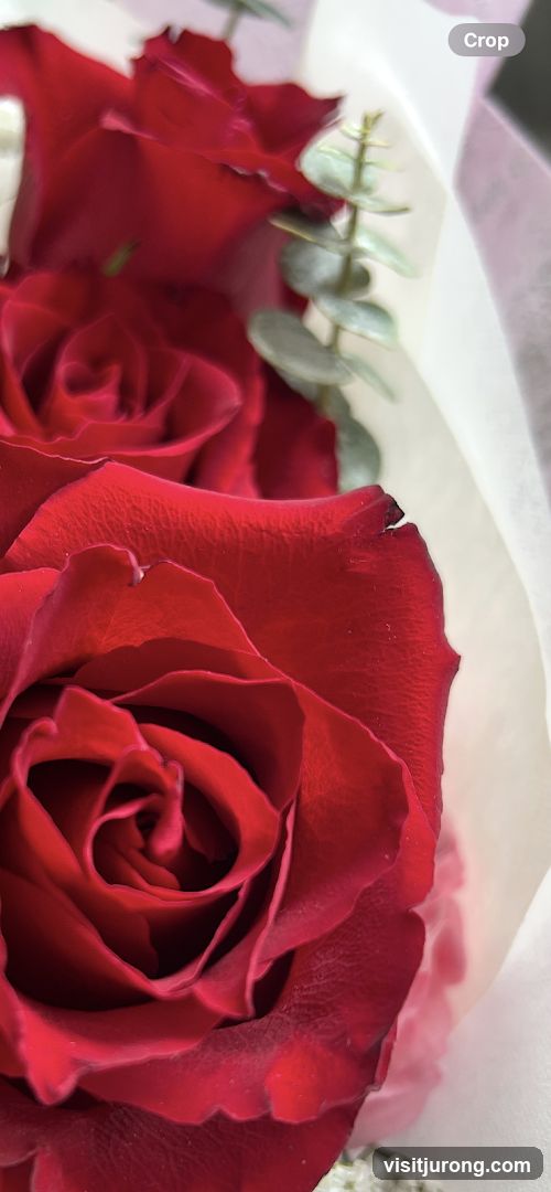 Red Roses and Eucalyptus