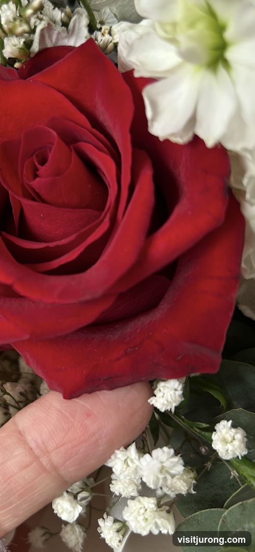 Close-up of a Red Rose with White Flowers and a Finger