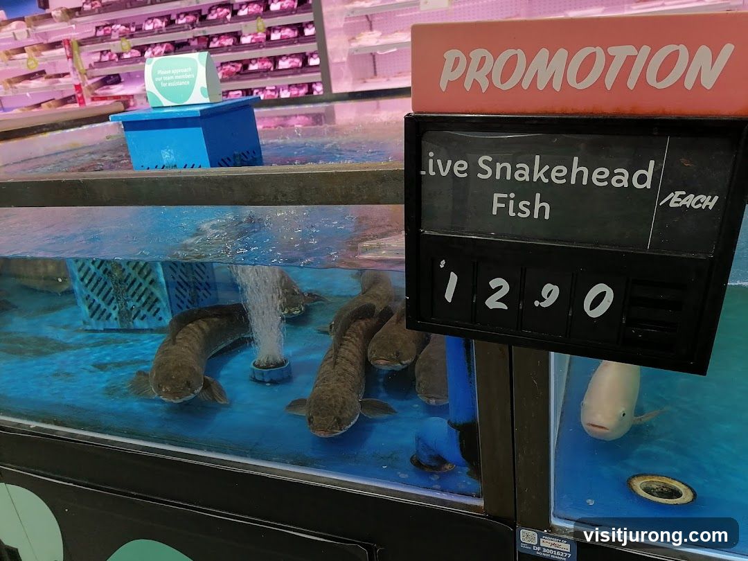 Live Snakehead Fish Promotion