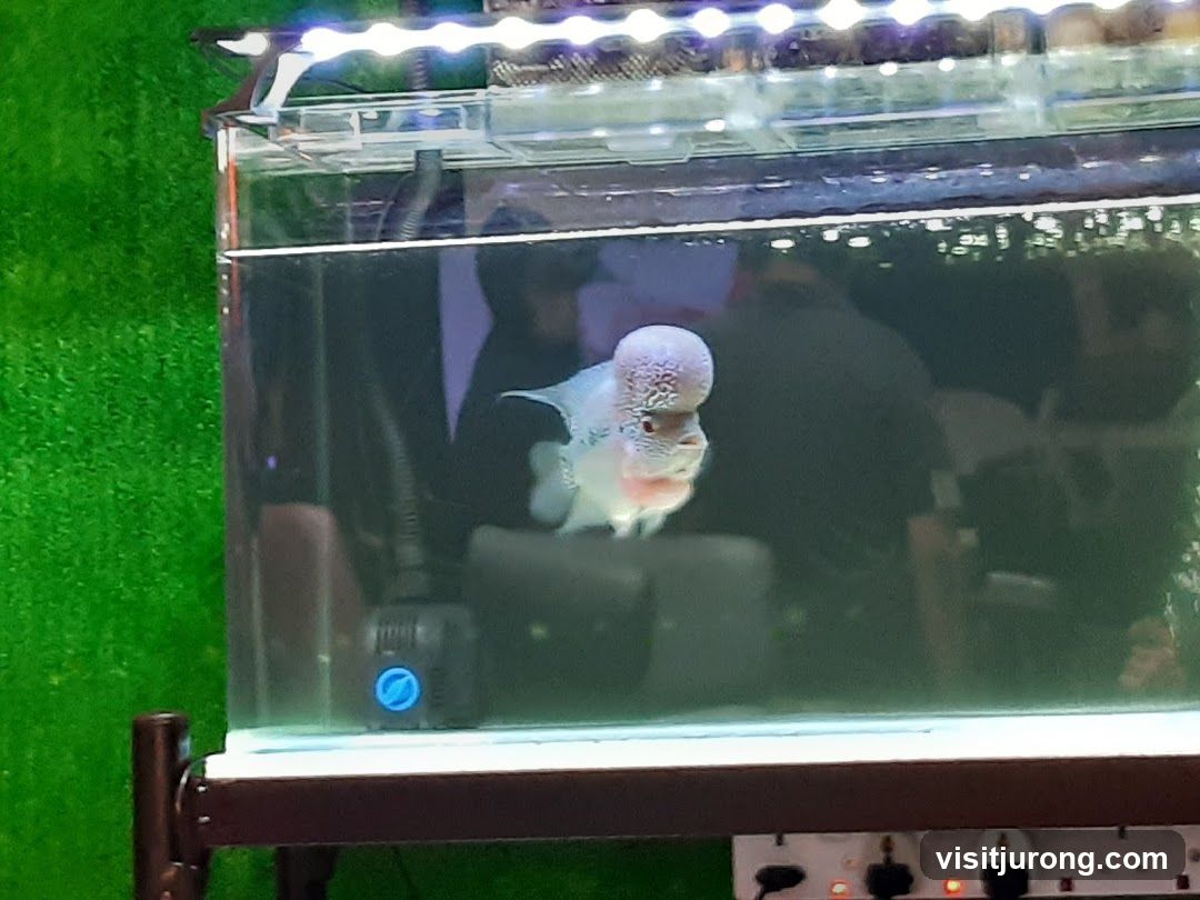 Fish Tank