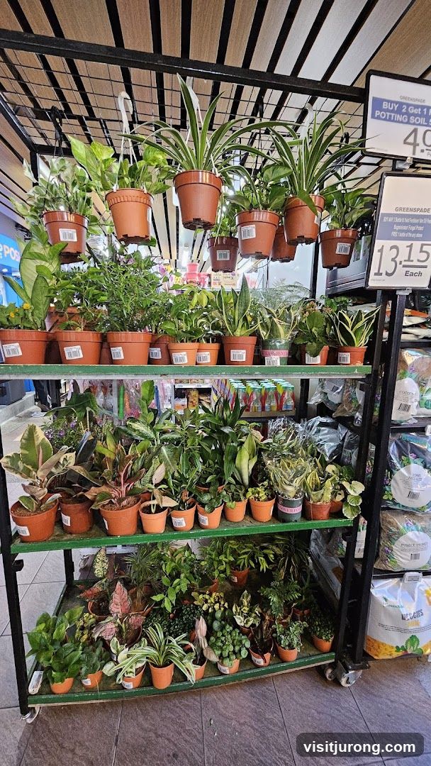 Indoor Plants Display