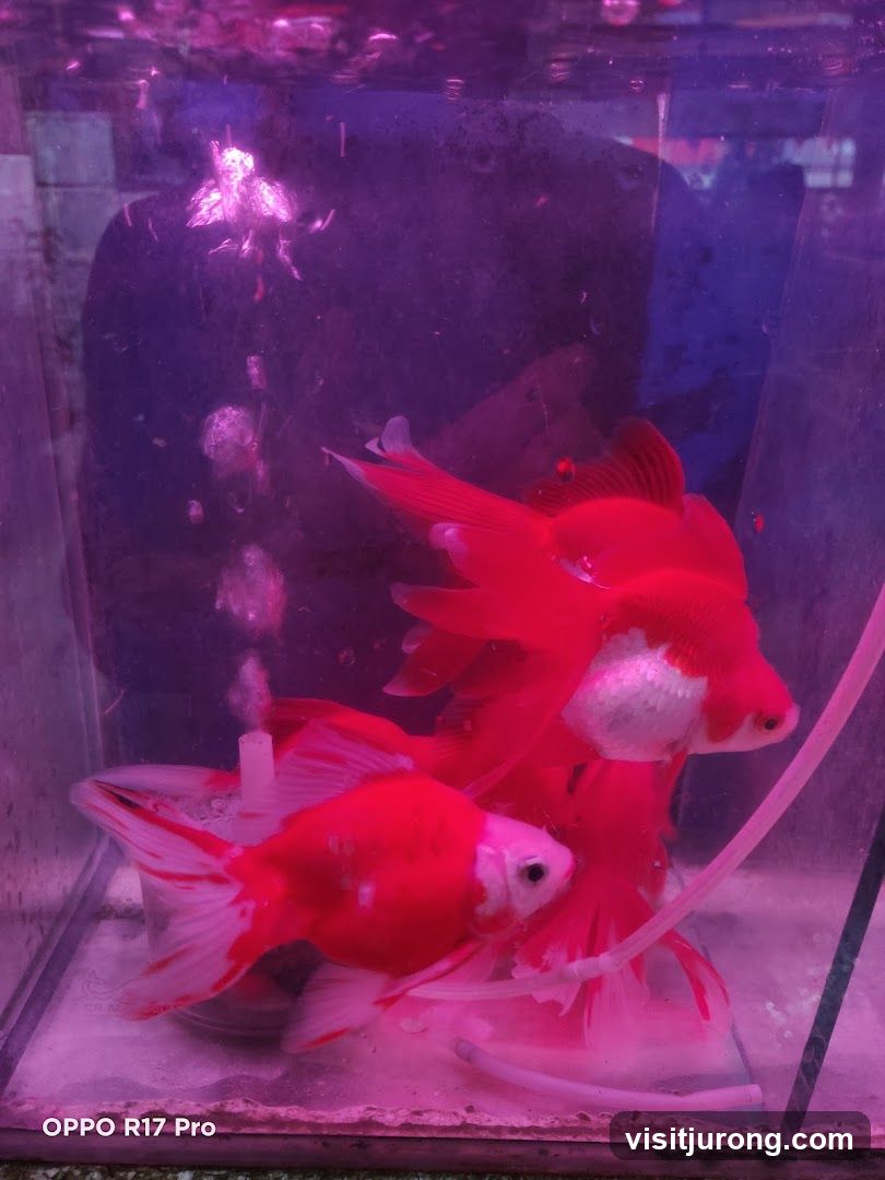 Tan Mok Ya Aquarium