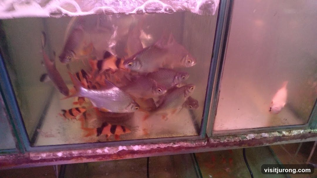 Tan Mok Ya Aquarium