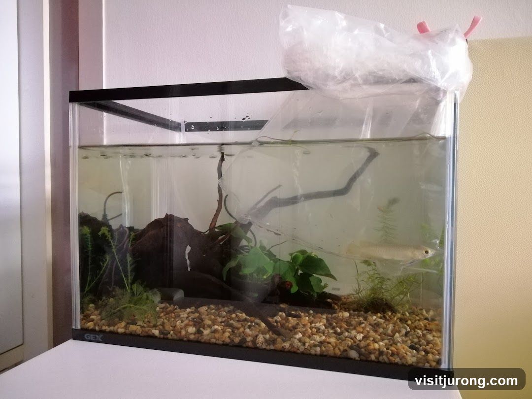 Tan Mok Ya Aquarium