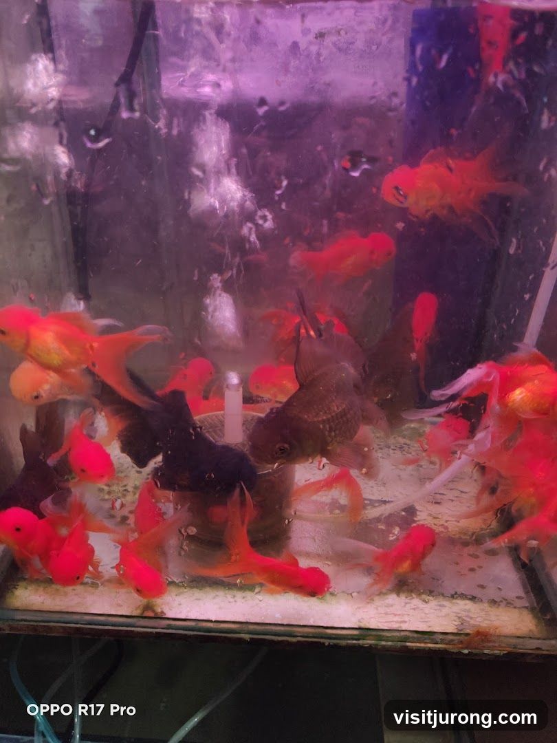 Goldfish Tank