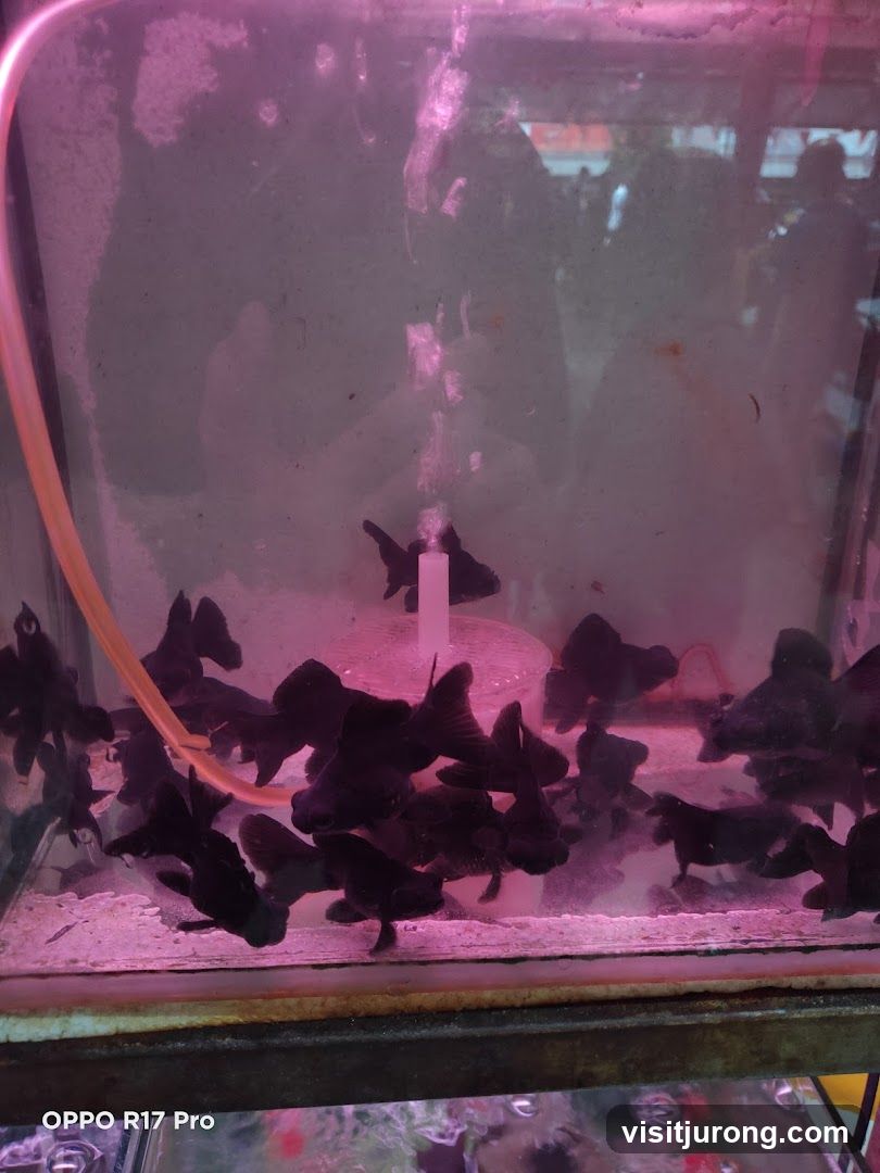 Black Goldfish in Tank