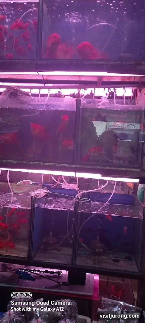 Fish Tanks