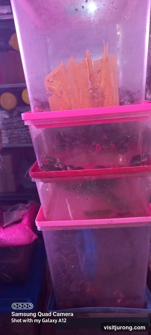 Turtles in plastic containers