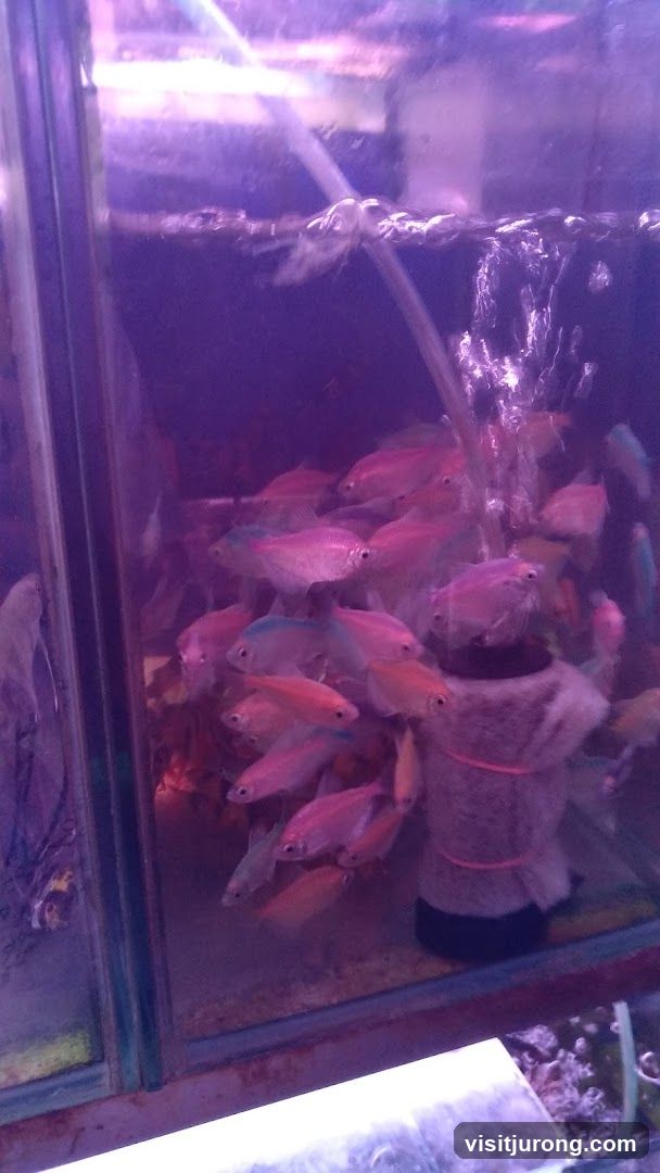 Fish Tank