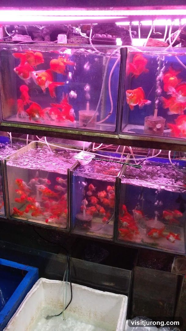 Goldfish Tanks