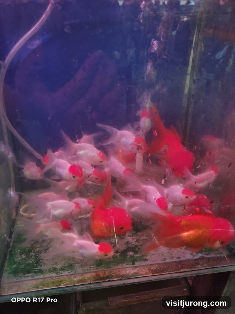 Goldfish in Tank