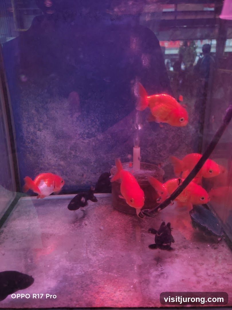 Goldfish in Tank