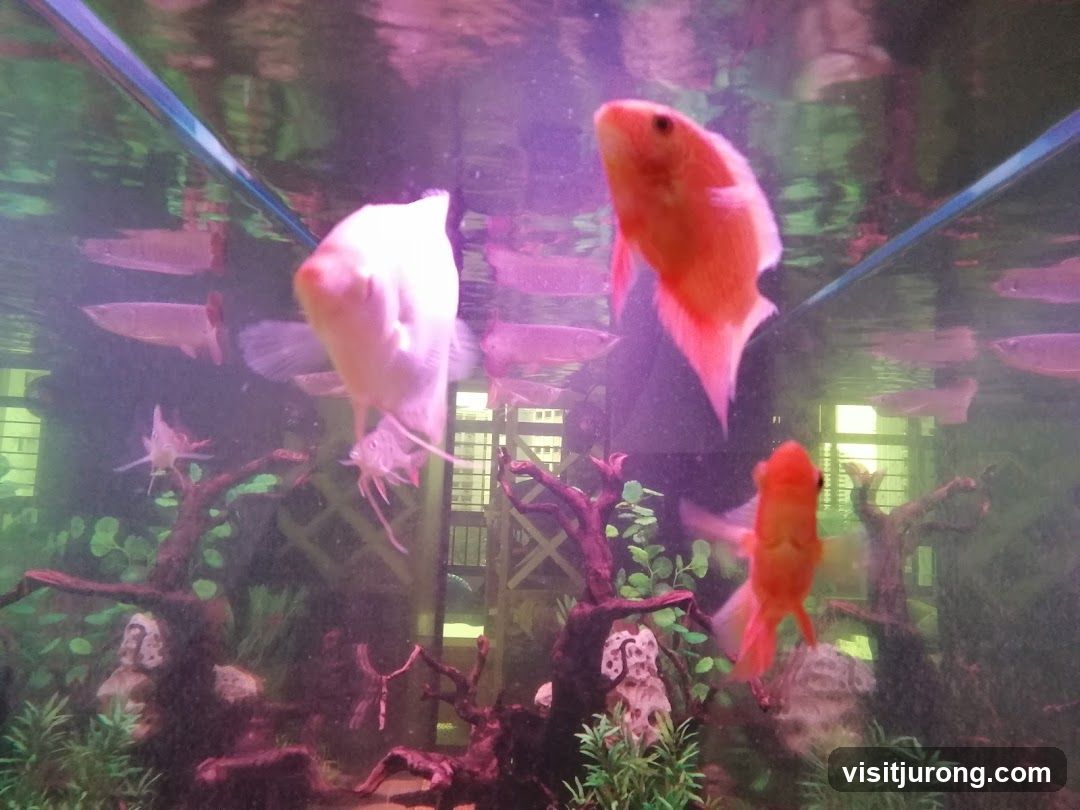 Aquarium with Fish