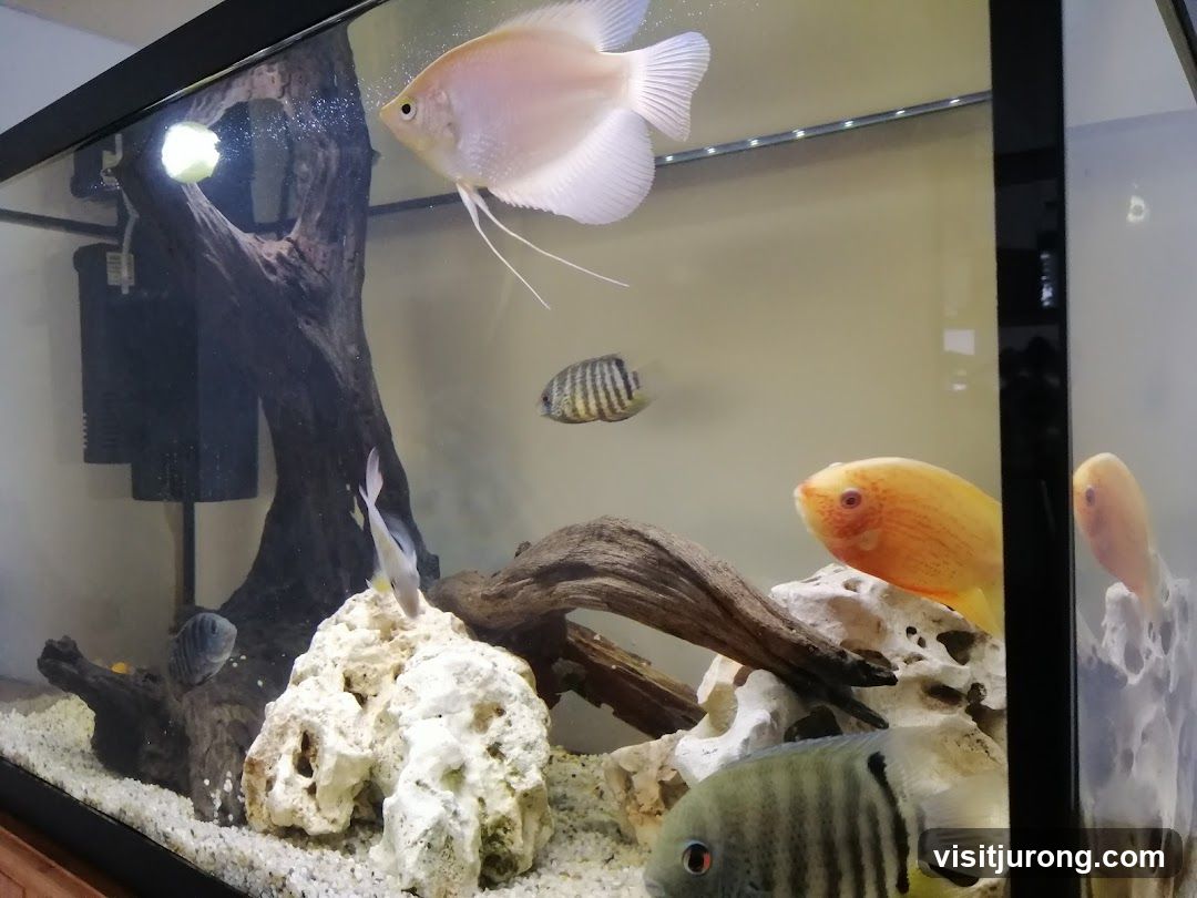 Aquarium with Fish