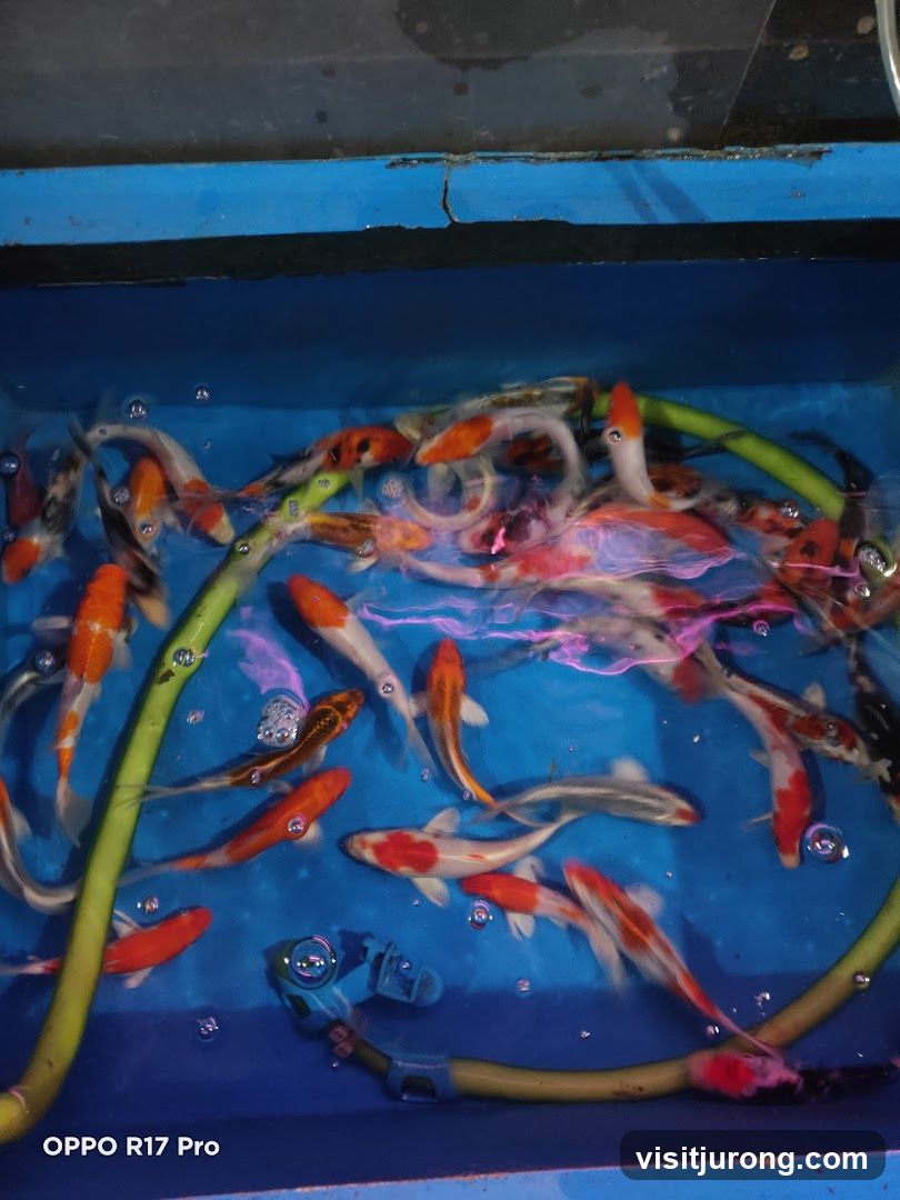 Koi Fish in Tank