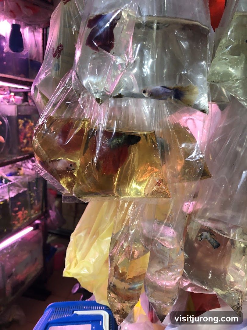 Fish in Bags