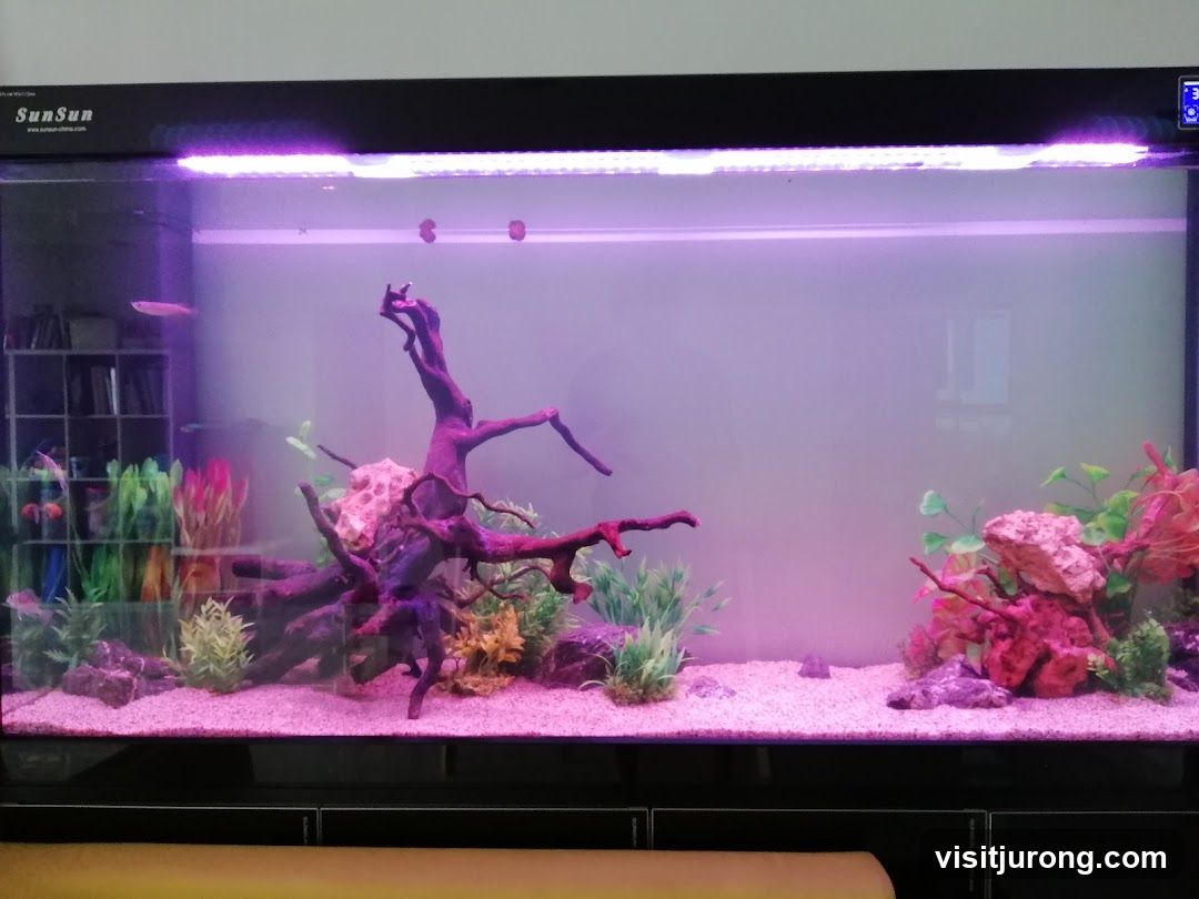 Aquarium with Fish and Decorations