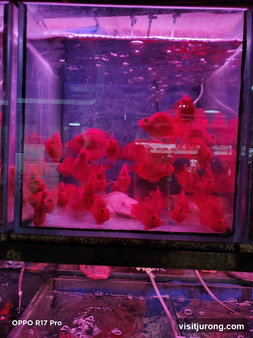 Red Fish in Aquarium