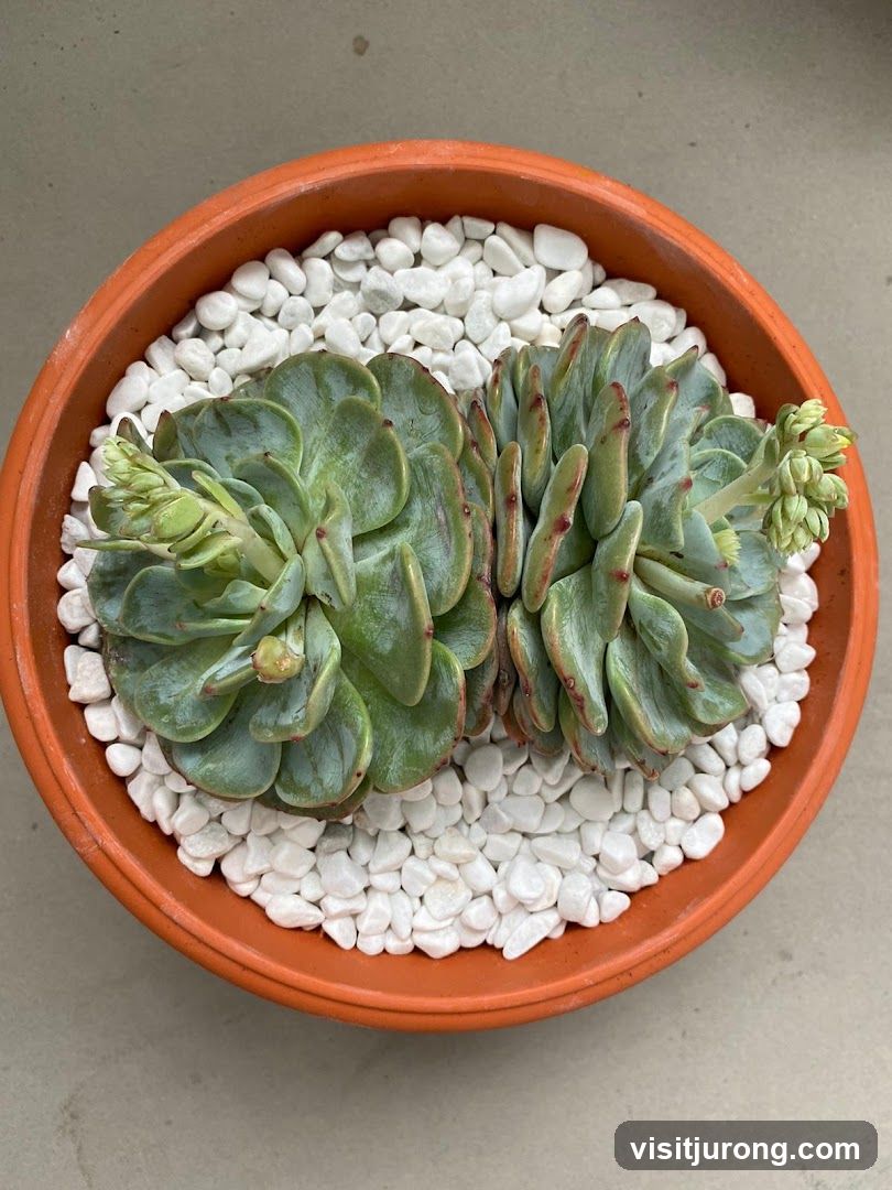 Green Thumb X