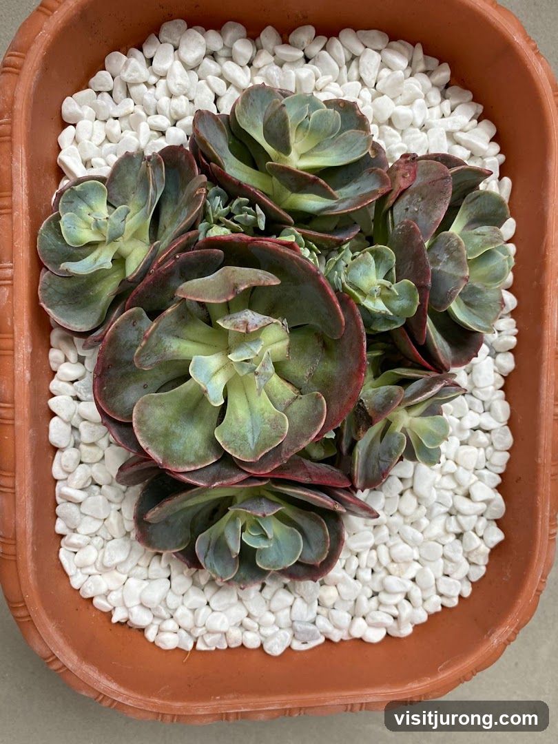 Succulent Arrangement