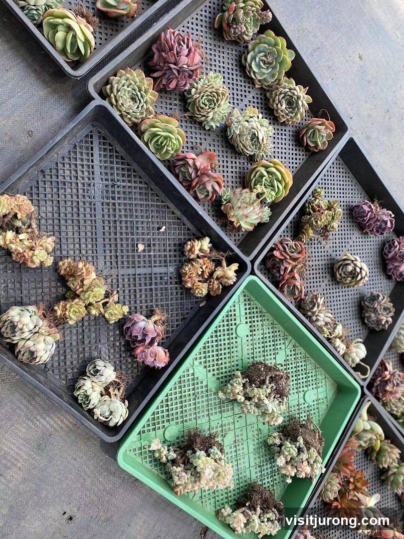 Succulent Plants