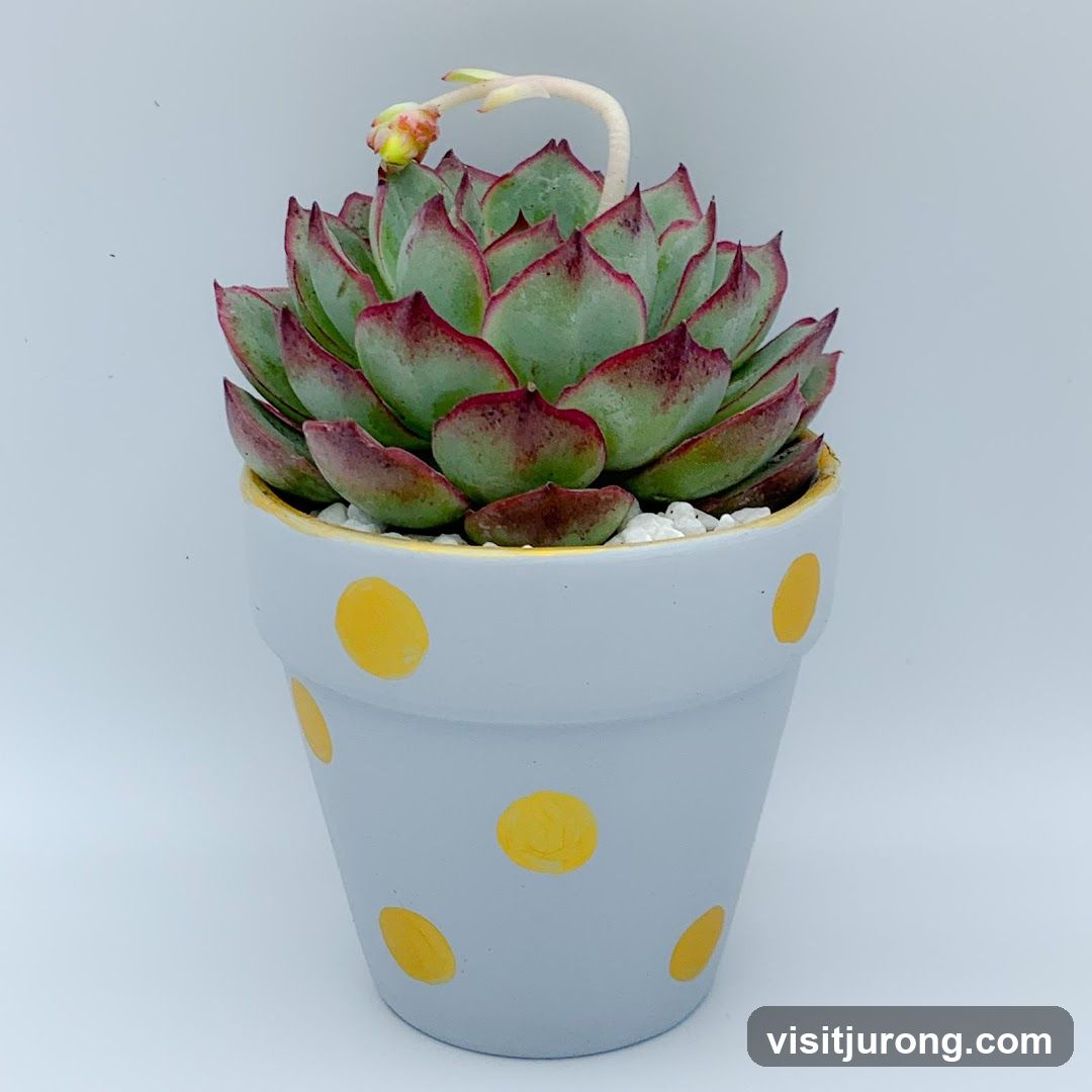 Succulent in a Polka Dot Pot