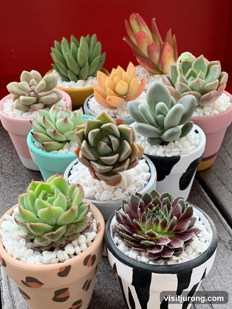 Assortment of Succulents in Decorative Pots