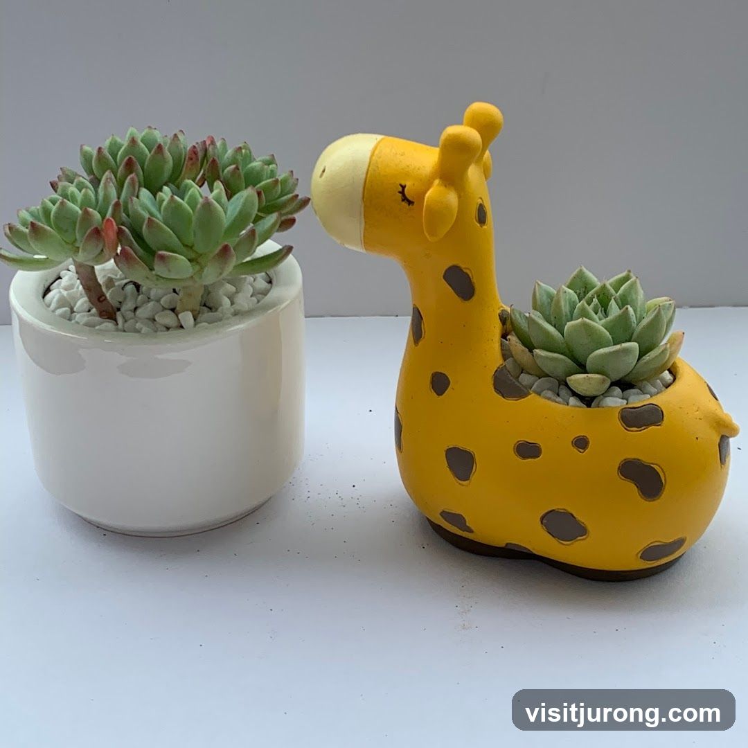 Succulents in decorative planters