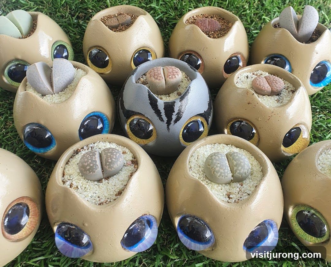 Lithops in decorative pots