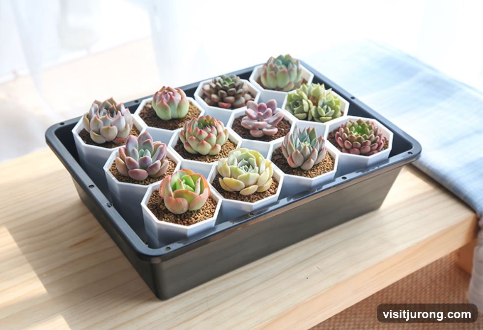 Assortment of Succulents